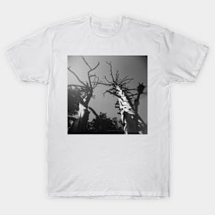 Glacier National Park Trees T-Shirt